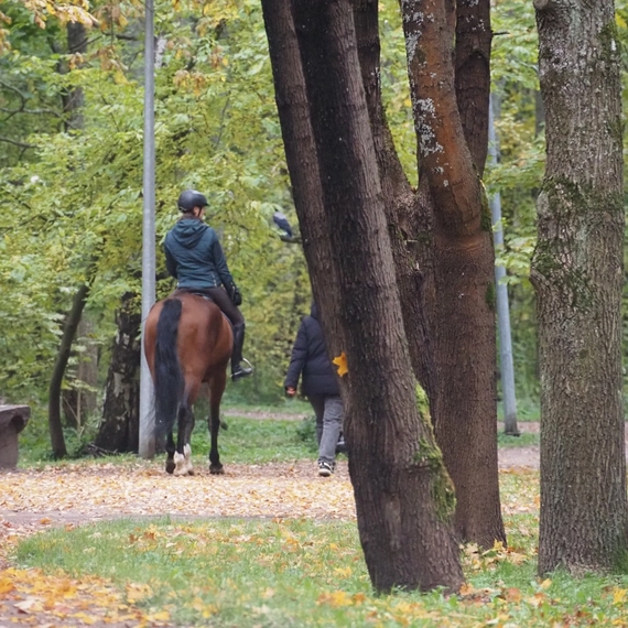 Парк Дубки в Сестрорецке