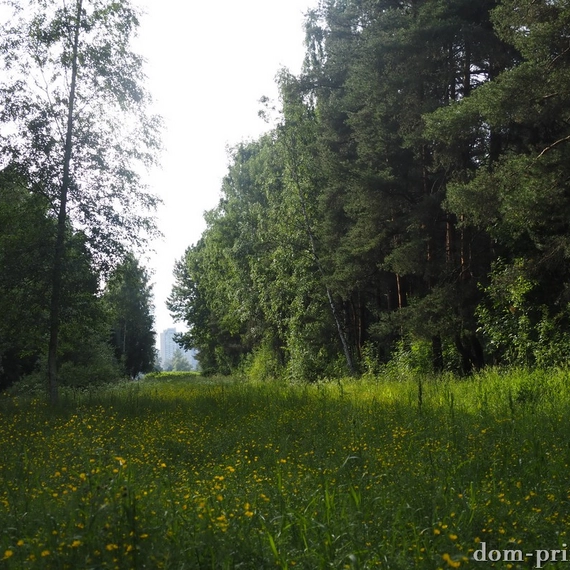 Пискаревский парк