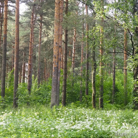 Пискаревский парк