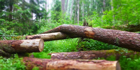 Экскурсия в Линдуловскую рощу
