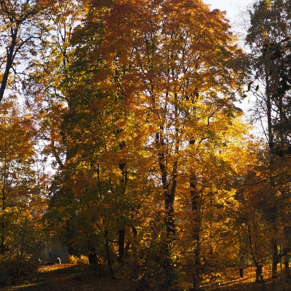 ЦПКиО