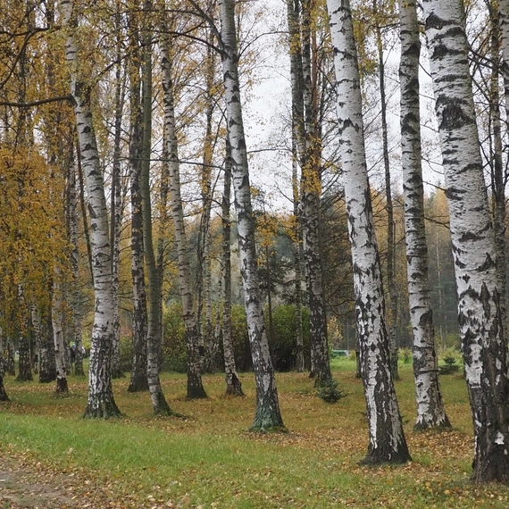 Парк Сосновка