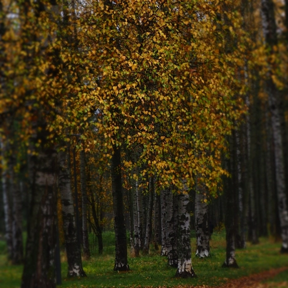 Парк Сосновка