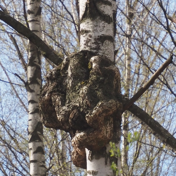 Сосновка в апреле