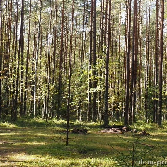 Грибная разведка