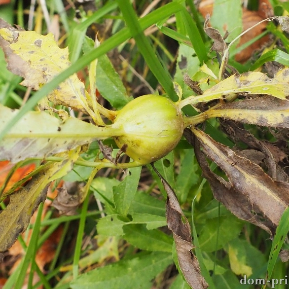 Дудергофская осень 2026