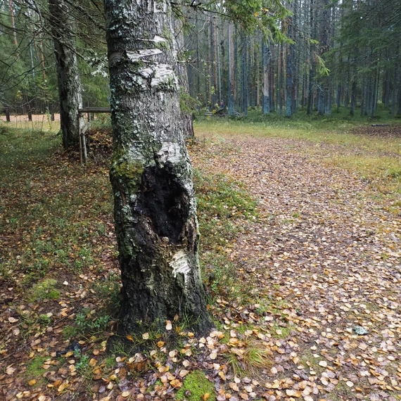 Линдуловская роща