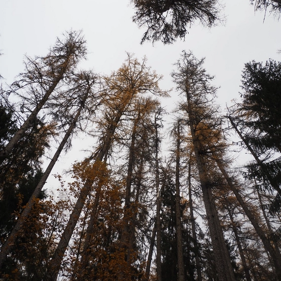 Линдуловская роща