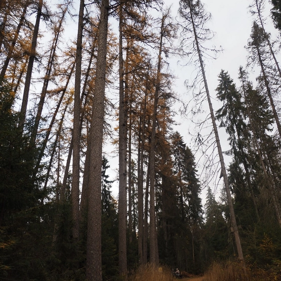 Линдуловская роща