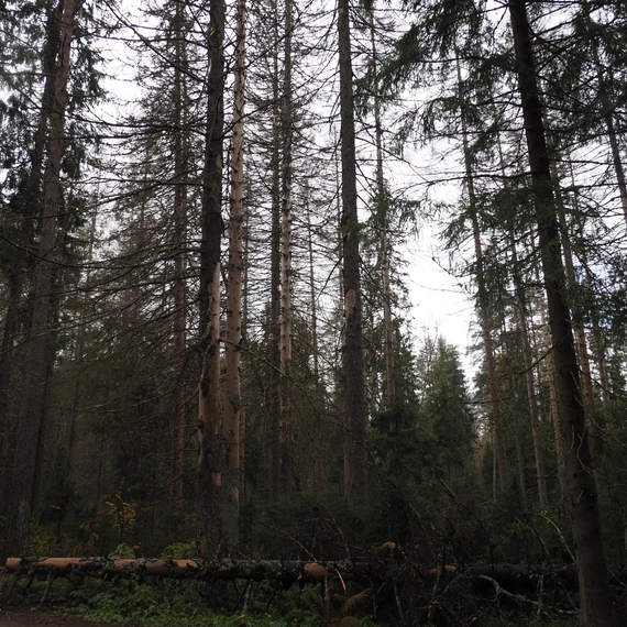 Линдуловская роща