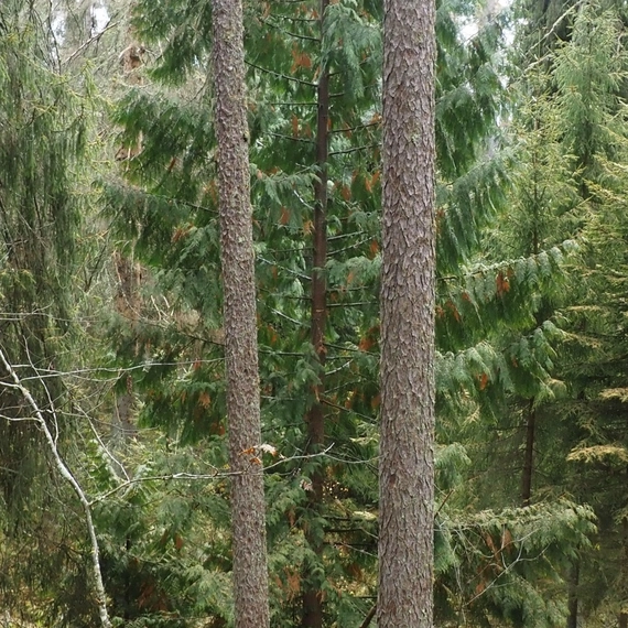 Линдуловская роща