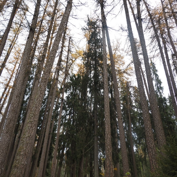 Линдуловская роща